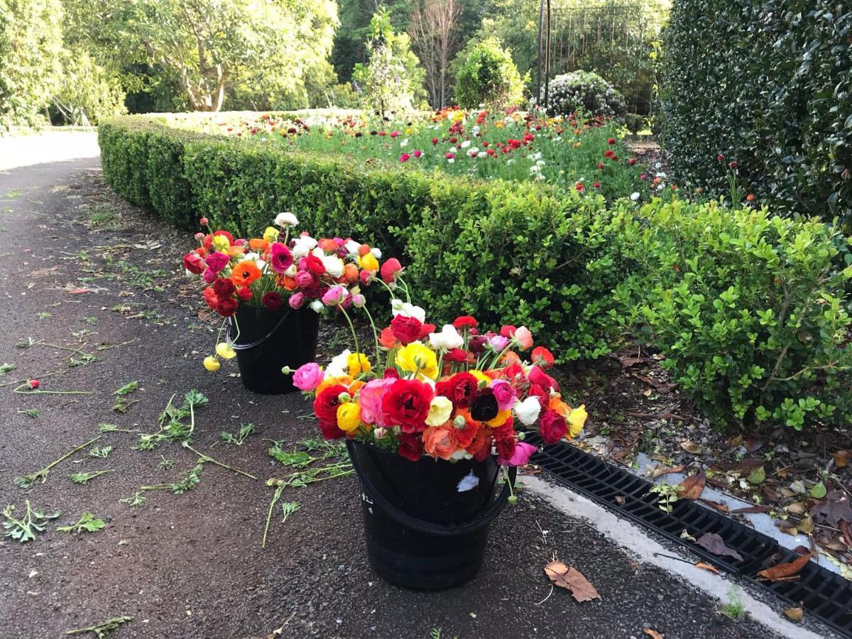 Flower Farm Tamborine Mountain Mount Tamborine Exterior foto