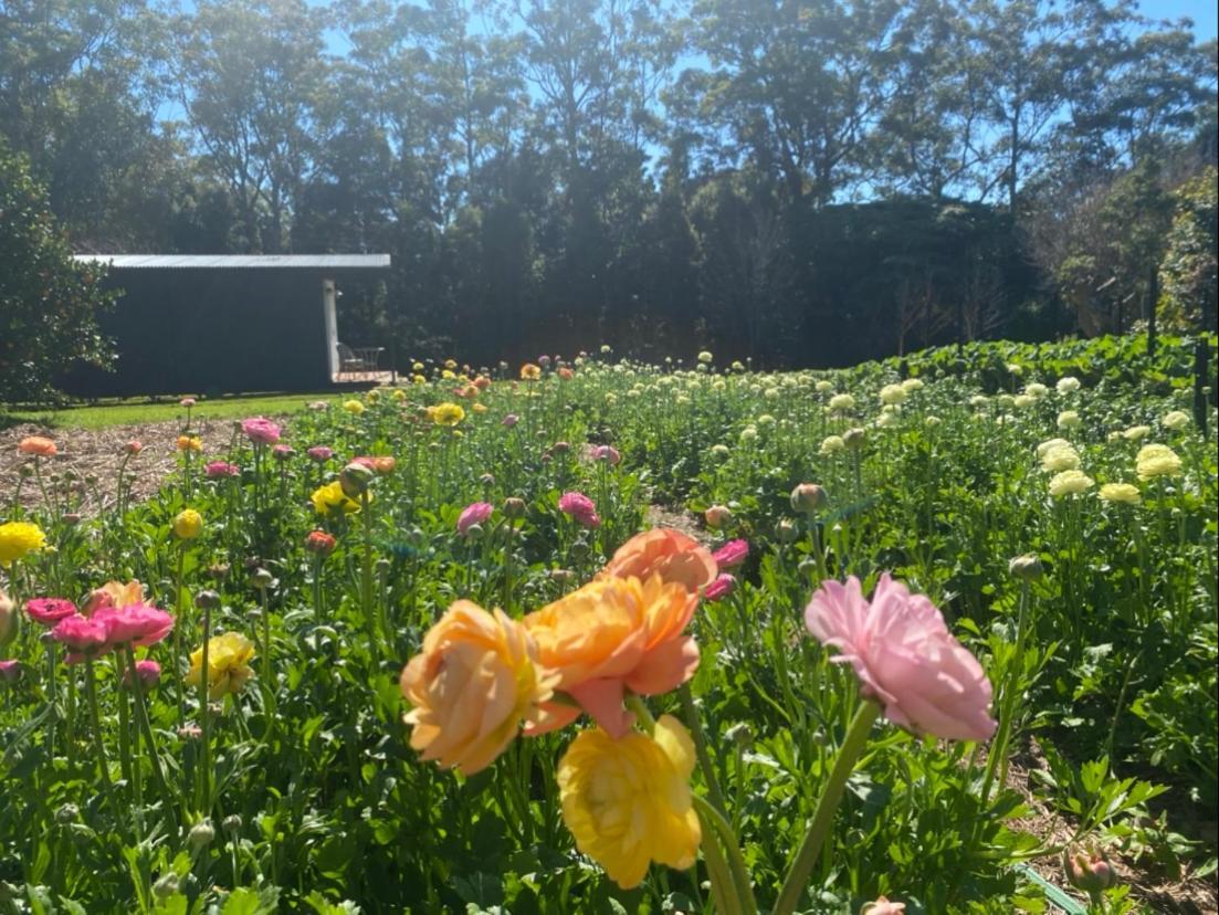 Flower Farm Tamborine Mountain Mount Tamborine Exterior foto